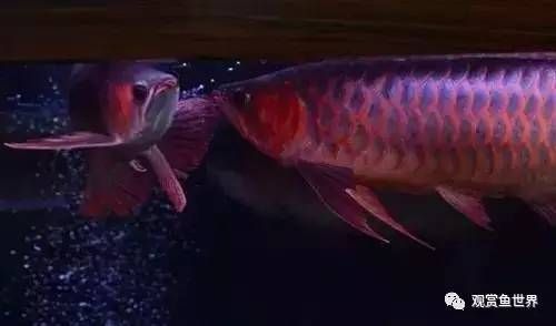 龍魚長不大是什么原因（龍魚為什么長不大） 龍魚長不大是什么原因（龍魚為什么長不大） 龍魚百科 第4張