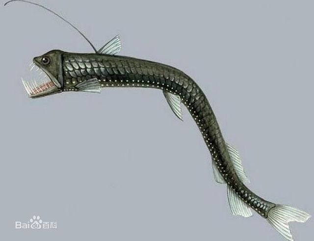 龍魚長不大是什么原因（龍魚為什么長不大） 龍魚長不大是什么原因（龍魚為什么長不大） 龍魚百科 第5張