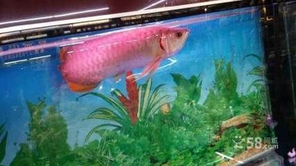 紅龍魚養(yǎng)殖前景如何呢（紅龍魚養(yǎng)殖前景分析）