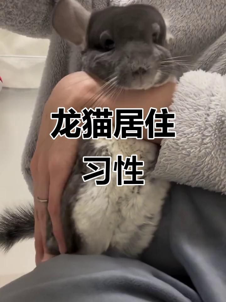 龍貓可以合籠養嗎