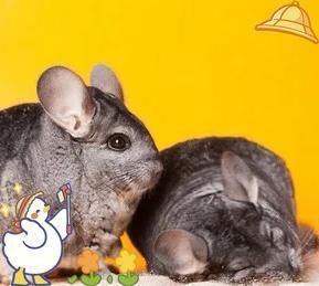 龍貓可以合籠養嗎