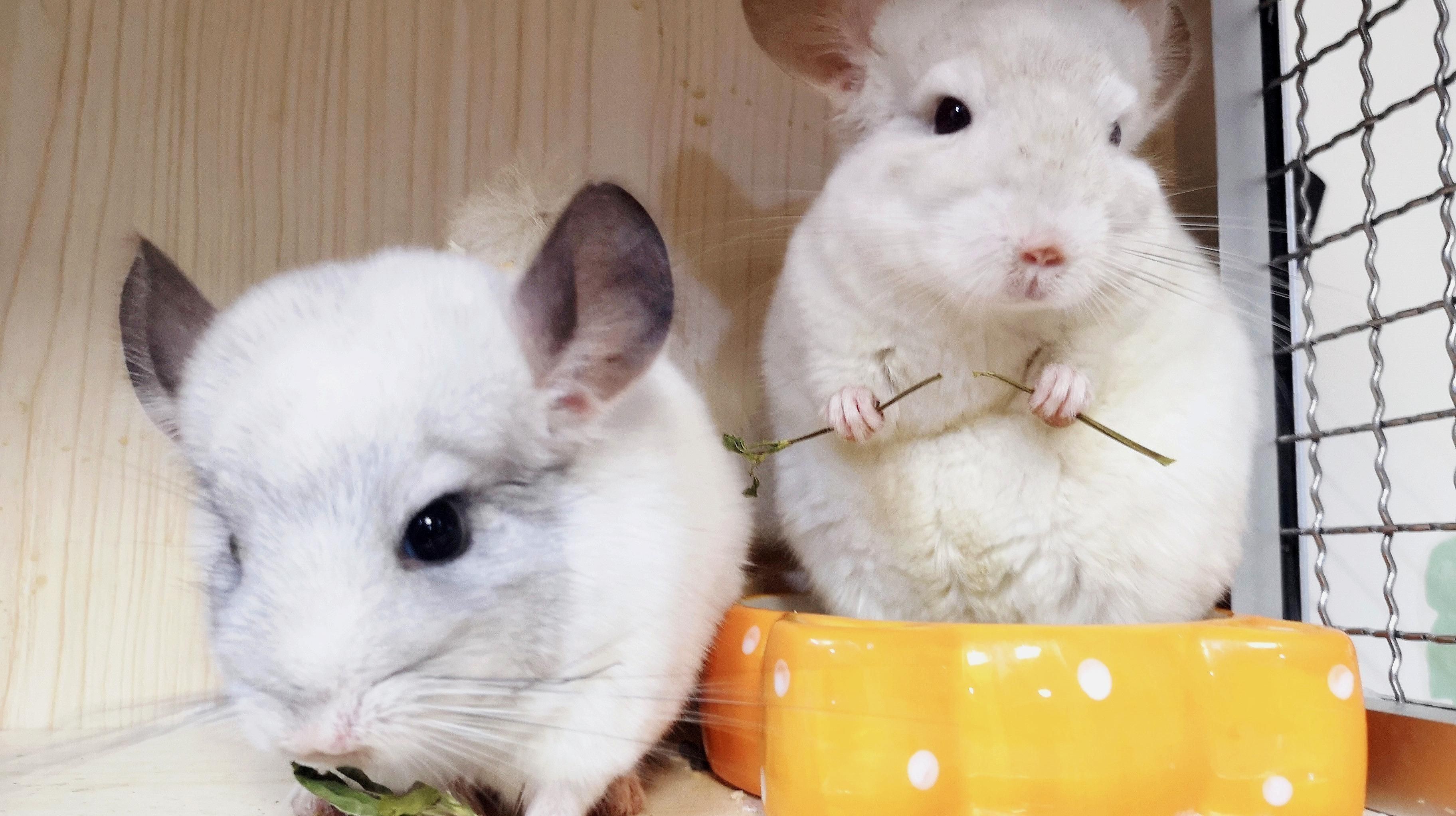 龍貓可以合籠養嗎