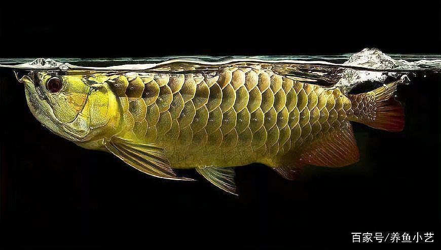 龍魚夏天不吃食會自愈嗎？ 龍魚夏天不吃食會自愈嗎？ 龍魚百科 第4張