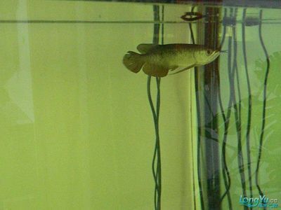 龍魚溫度多少度合適（龍魚的水溫應該如何控制？）