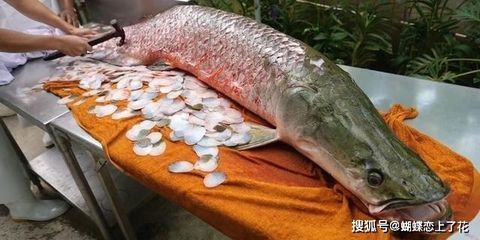 巨骨舌魚是龍魚嗎 巨骨舌魚是龍魚嗎 龍魚百科 第3張
