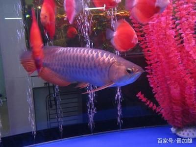 金龍魚怎么看公母圖解（如何判斷金龍魚的性別）