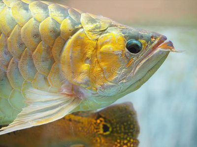 金龍魚的生活習性對其一天中的活動有著重要影響的影響：金龍魚白天不游晚上游的原因