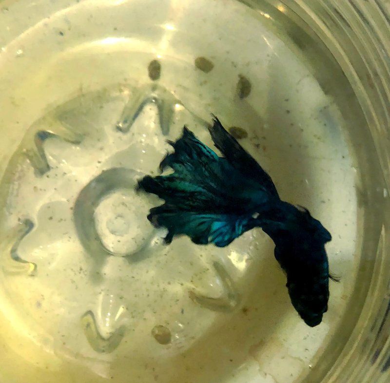 龍魚腹水怎么治療方法