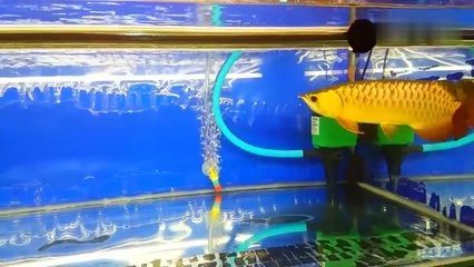 為什么龍魚關(guān)燈就游來游去：龍魚為什么關(guān)燈就游來游去