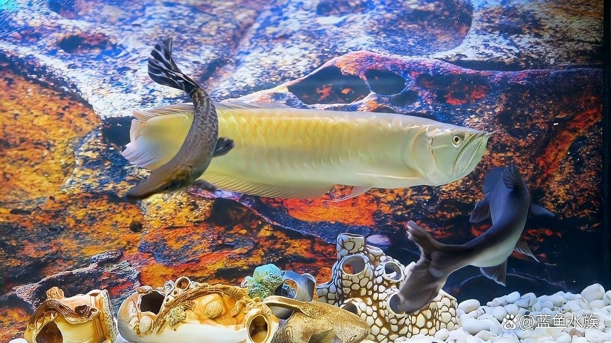 龍魚可以喂顆粒飼料嗎有毒嗎 龍魚可以喂顆粒飼料嗎有毒嗎 龍魚百科 第1張