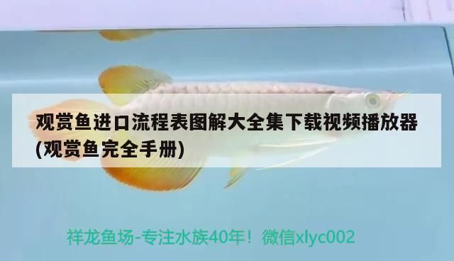 紅龍魚燈光怎么擺放好看（為了使紅龍魚魚缸看起來更加美觀，通過這些技巧） 紅龍魚燈光怎么擺放好看（為了使紅龍魚魚缸看起來更加美觀，通過這些技巧） 龍魚百科 第1張
