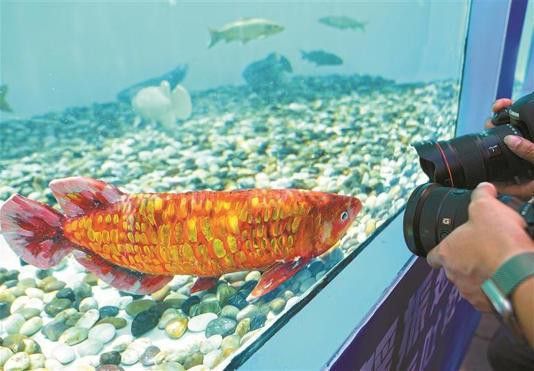 金龍魚仿生機器人的價格是多少？ 金龍魚仿生機器人的價格是多少？ 龍魚百科 第1張