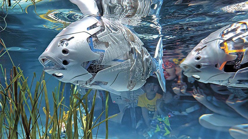金龍魚仿生機器人的價格是多少？ 金龍魚仿生機器人的價格是多少？ 龍魚百科 第3張