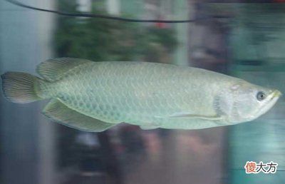 自來水養銀龍魚怎樣處理水？（處理自來水養銀龍魚可以通過晾曬、充氧曝氣、藥物除氯等方法）