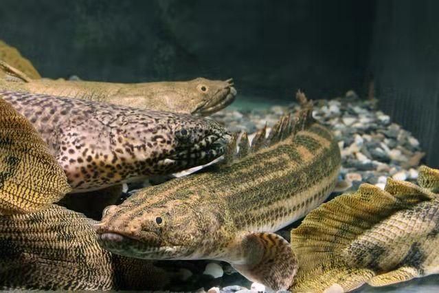 龍魚浮水面是不是缺氧：龍魚浮在水面并不一定是缺氧造成的，可能是缺氧造成的