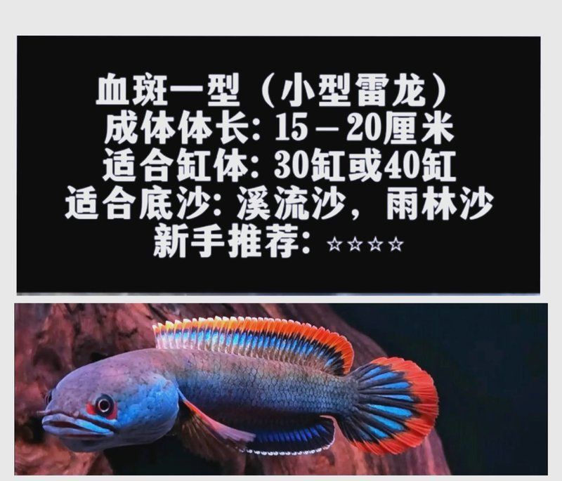 雷龍魚圖鑒