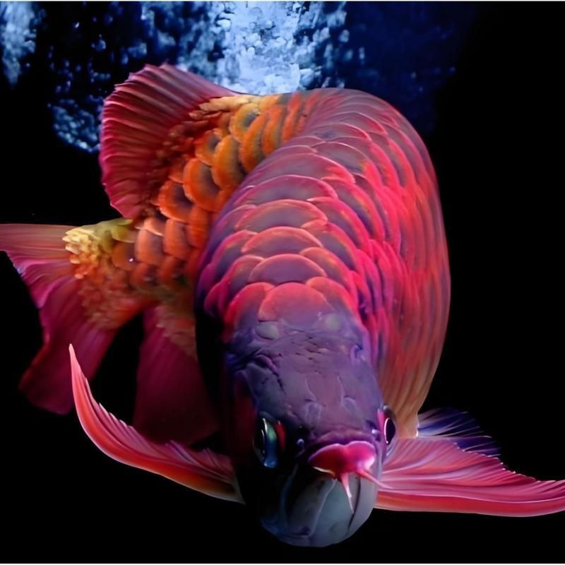 能否提供紅龍魚品種圖片？