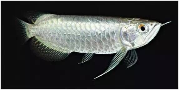 能否提供紅龍魚品種圖片？