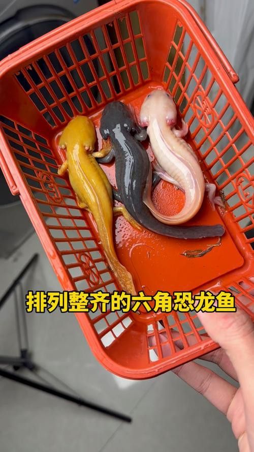 小恐龍魚長什么樣子