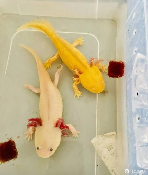 小恐龍魚長什么樣子