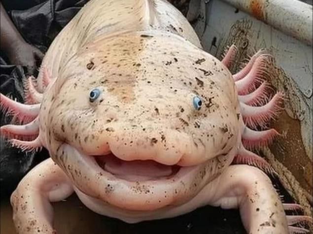 小恐龍魚長什么樣子