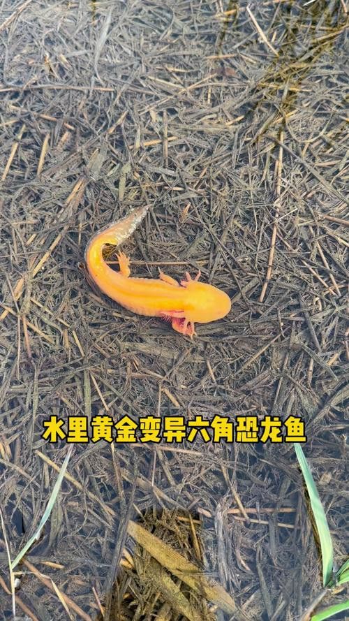 小恐龍魚長什么樣子