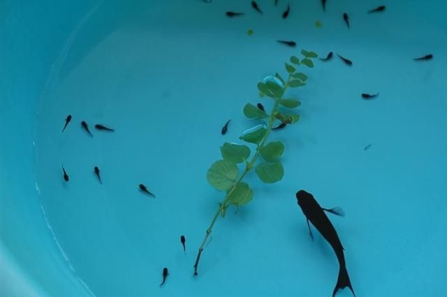 龍魚配魚有哪些不打架：如何判斷龍魚是否領地性強，龍魚混養時的飲食管理技巧 龍魚配魚有哪些不打架：如何判斷龍魚是否領地性強，龍魚混養時的飲食管理技巧 龍魚百科 第2張
