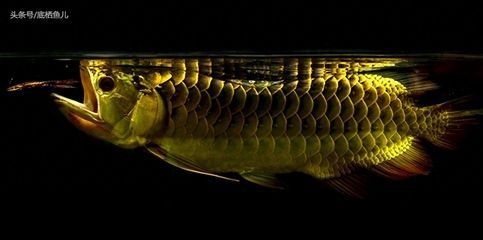 龍魚配魚有哪些不打架：如何判斷龍魚是否領地性強，龍魚混養時的飲食管理技巧 龍魚配魚有哪些不打架：如何判斷龍魚是否領地性強，龍魚混養時的飲食管理技巧 龍魚百科 第1張