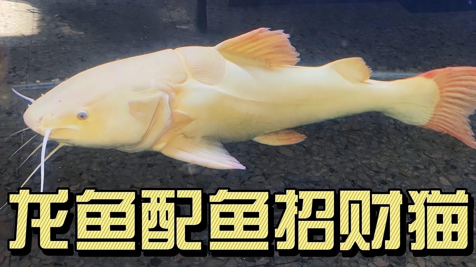 招財貓魚和龍魚哪個好養活一些