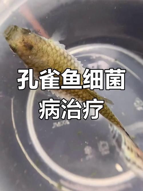 孔雀魚黑斑病圖片