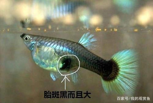孔雀魚黑斑病圖片