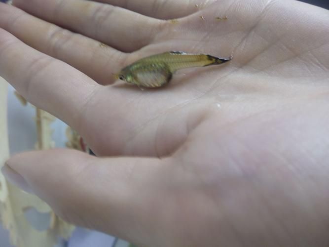孔雀魚黑斑病圖片