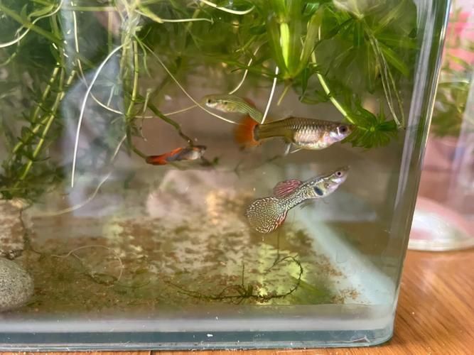孔雀魚黑斑病圖片