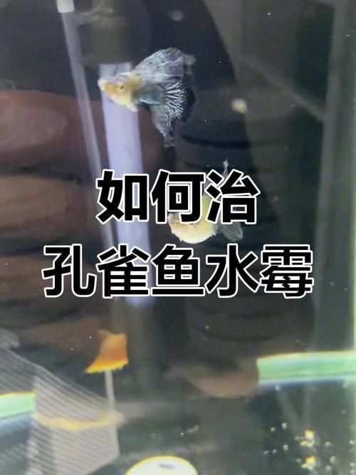 孔雀魚黑斑病圖片
