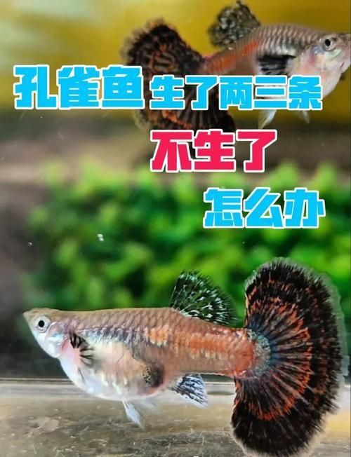 孔雀魚黑斑病圖片