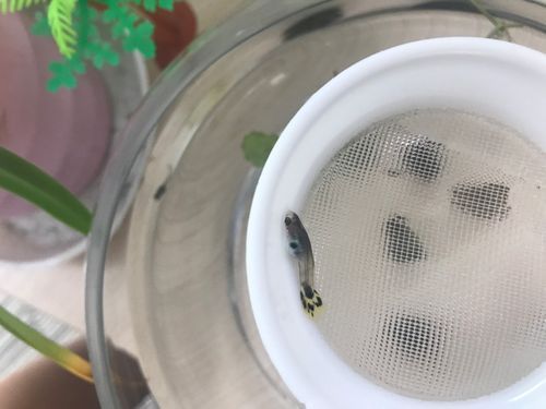 孔雀魚黑斑病圖片