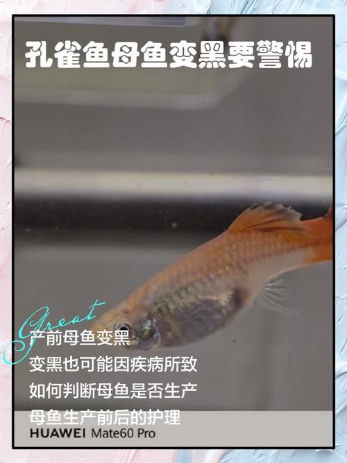 孔雀魚黑斑病圖片