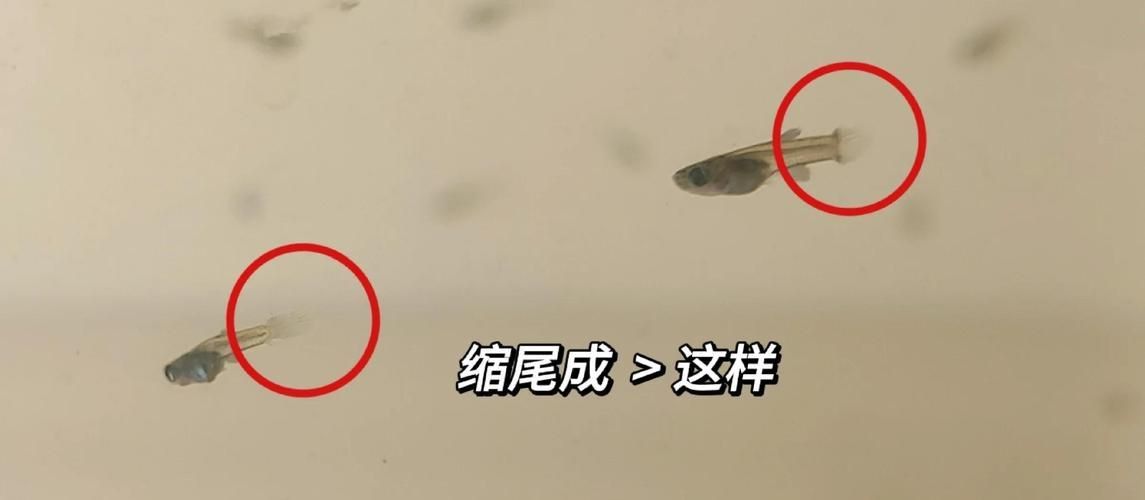 孔雀魚黑斑病圖片