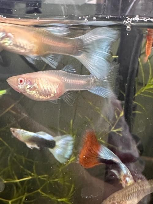孔雀魚黑斑病圖片