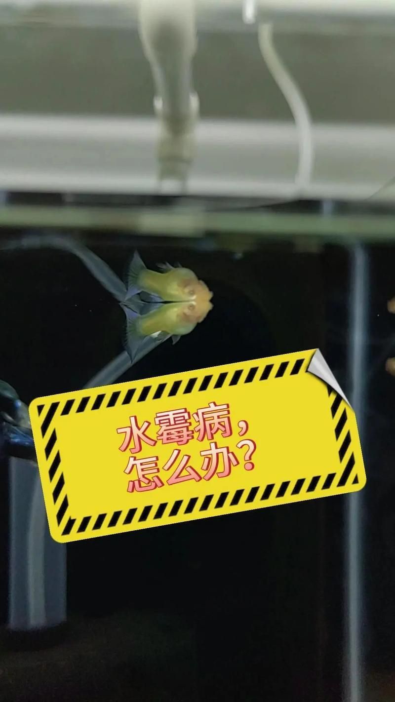 孔雀魚黑斑病圖片