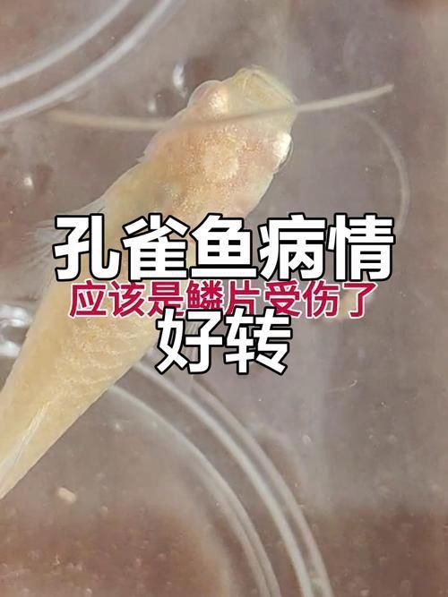 孔雀魚黑斑病圖片