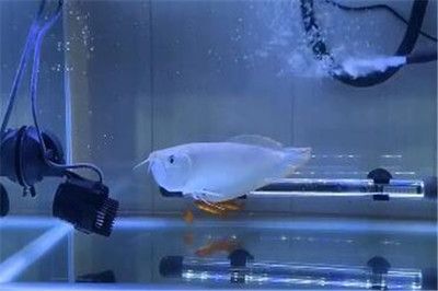 銀龍魚立起來了（銀龍魚立起來可能是因?yàn)樗|(zhì)變差、細(xì)菌感染、受驚等原因及解決方法）