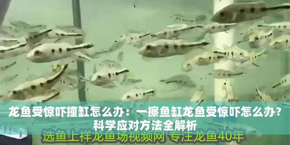 龍魚受驚嚇撞缸怎么辦：一擦魚缸龍魚受驚嚇怎么辦？科學應對方法全解析