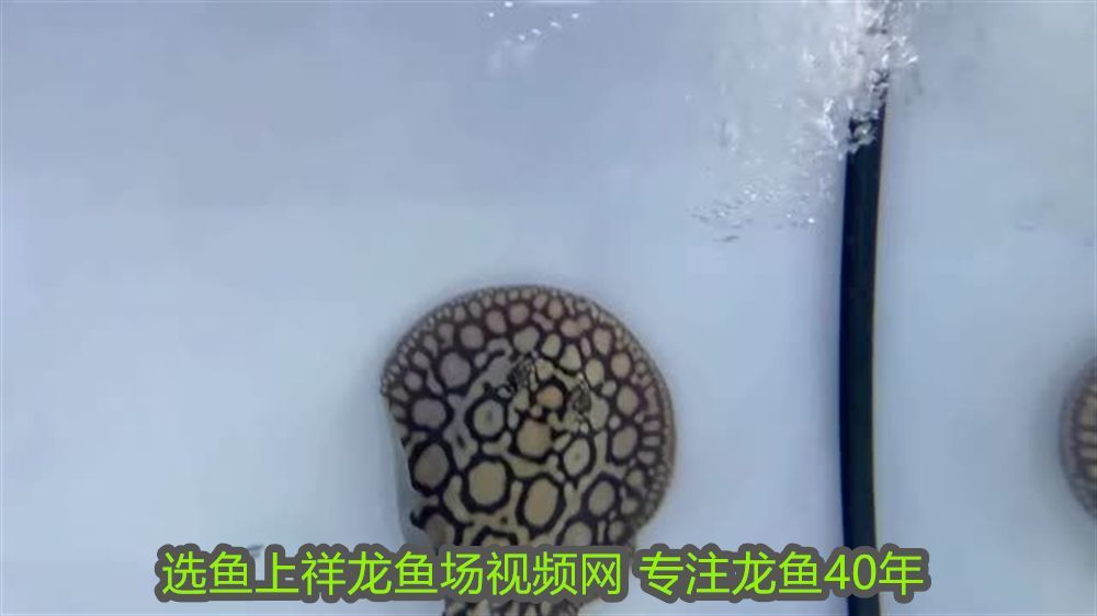 龍魚受驚嚇撞缸怎么辦：一擦魚缸龍魚受驚嚇怎么辦？科學應對方法全解析