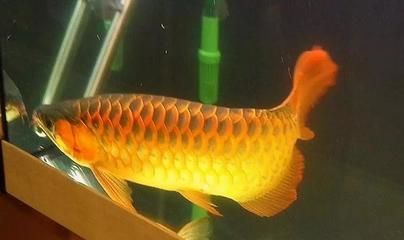 龍魚發(fā)色燈正確位置圖片視頻教程：如何選擇龍魚發(fā)色燈