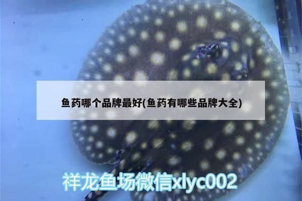 龍魚藥水什么牌子好用:龍魚藥水品牌選擇對(duì)于維護(hù)龍魚健康至關(guān)重要 龍魚百科 第3張 龍魚藥水什么牌子好用:龍魚藥水品牌選擇對(duì)于維護(hù)龍魚健康至關(guān)重要 龍魚藥水什么牌子好用:龍魚藥水品牌選擇對(duì)于維護(hù)龍魚健康至關(guān)重要 龍魚百科 第3張