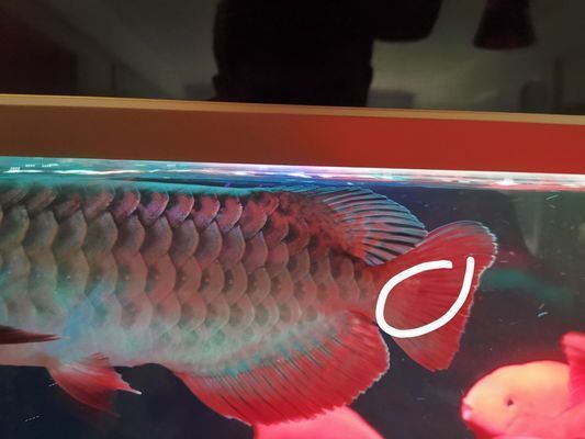 龍魚尾巴出血點怎么辦圖片:龍魚尾巴出現出血點可能由多種原因引起,可能由多種原因引起 龍魚百科 第1張 龍魚尾巴出血點怎么辦圖片:龍魚尾巴出現出血點可能由多種原因引起,可能由多種原因引起 龍魚尾巴出血點怎么辦圖片:龍魚尾巴出現出血點可能由多種原因引起,可能由多種原因引起 龍魚百科 第1張