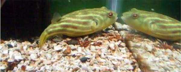 龍魚吃的蝦段泰國鯽魚能吃嗎有毒嗎：泰國鯽魚可以吃龍魚剩下的蝦段嗎，泰國鯽魚可以吃龍魚剩下的蝦段