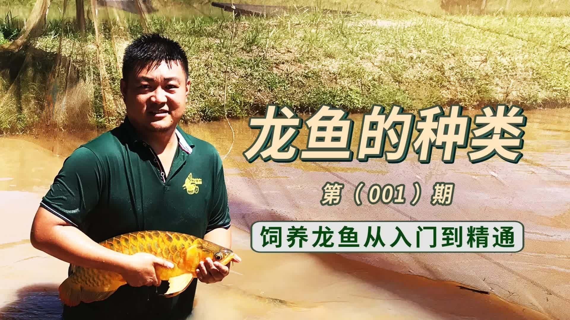 有哪些龍魚品種適合初學者？