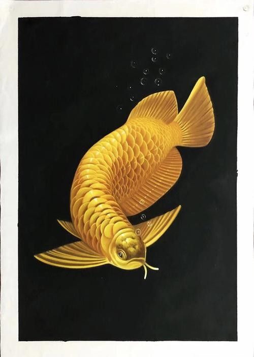 黑色金龍魚價格和圖片大全 黑色金龍魚價格和圖片大全 龍魚百科 第21張
